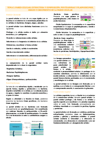 Tema 3 biología celular, pared celular.pdf