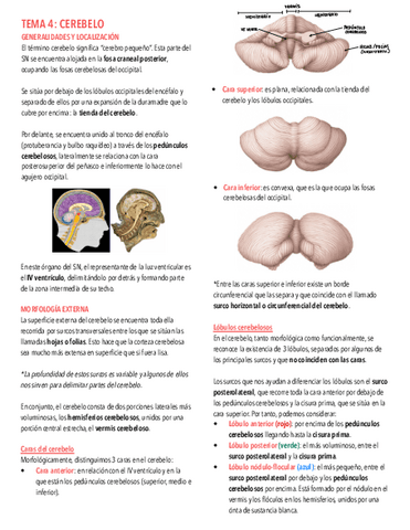 Tema-4.-Cerebelo.pdf