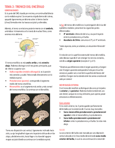 Tema-3.-Tronco-del-encefalo.pdf
