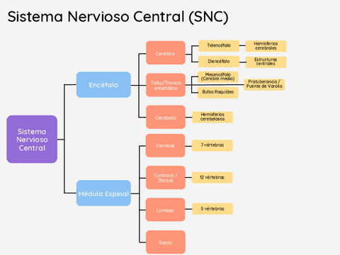 Sistema-Nervioso-Central-y-Periferico.pdf