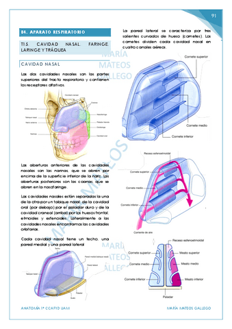 Temas-15-18.-BLOQUE-4-7.-Aparato-respiratorio-urinario-y-digestivo.pdf