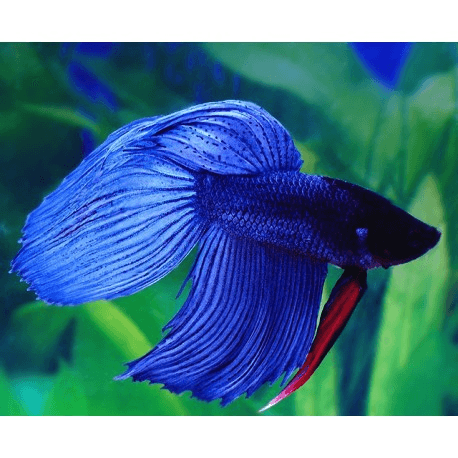 betta-splendens.jpg