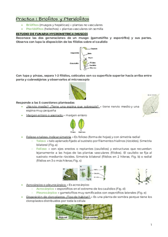 Practicas-de-botanica.pdf