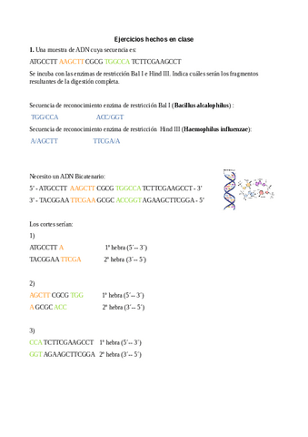 Problemas-sencillos-de-enzimas-de-restriccion-y-plasmidos.pdf