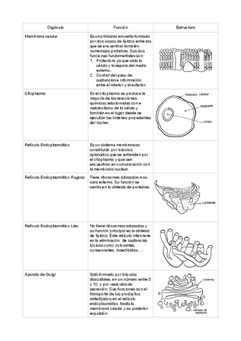 Tabla-estructura-celula.pdf