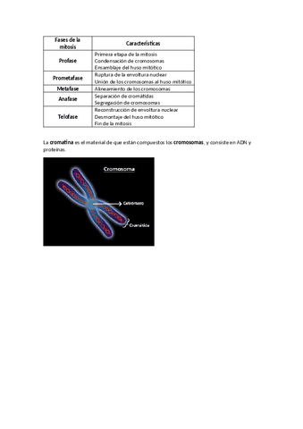 Fases-de-la-mitosis.pdf