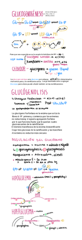 GLUCOGENOGENESIS-Y-GLUCOGENOLISIS.pdf