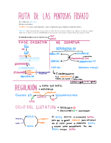 RUTA-DE-LAS-PENTOSAS-FOSFATO.pdf