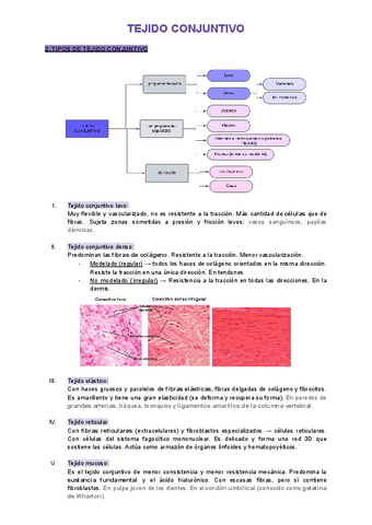 2.2-Tejido-conjuntivo-celulas.pdf