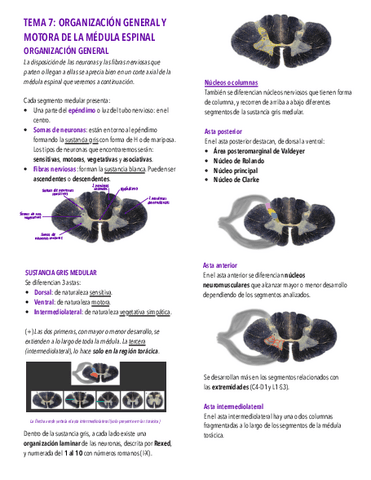 Tema-7.-Organizacion-general-y-motora-de-la-medula-espinal.-Haces-descendentes..pdf