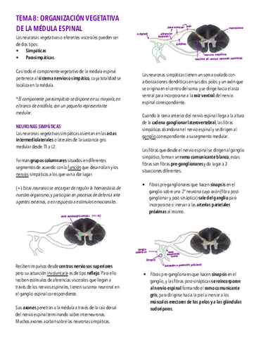 Tema-8.-Organizacion-vegetativa-de-la-medula-espinal.pdf