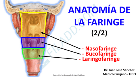 19Canal-Cuello-14-Anatomia-de-la-Faringe-2-Nasofaringe-Bucofaringe-Laringofaringe.pdf