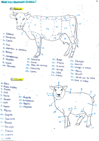 tema-1.2-anatomia-externa.pdf