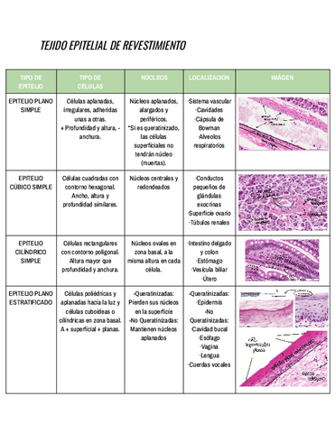 HISTOLOGIA-TEJIDO-EPITELIAL.pdf