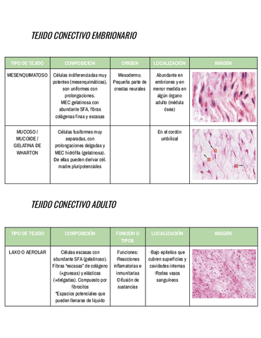 HISTOLOGIA-TEJIDO-CONJUNTIVO-EMBRIONARIO-Y-ADULTO.pdf