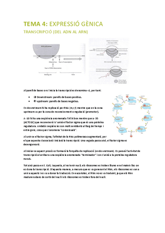PRINCIPIS-BIOLOGIA-MOLECULAR-tema-4.pdf