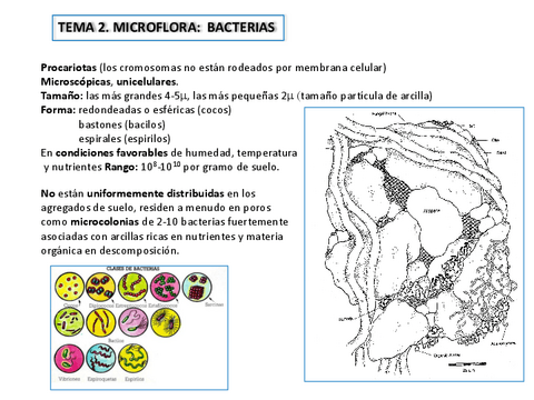 Tema-2.-Bacterias-del-Suelo.pdf