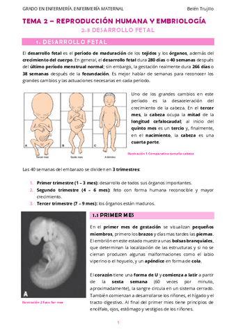 MATERNO-Tema2-ReproduccionHumanaEmbriologia-3DesarrolloFetal.pdf