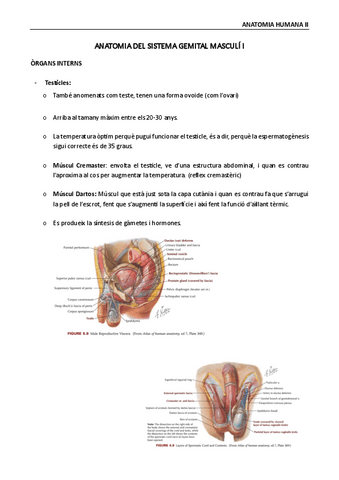 Anatomia-humana-II-sistema-genital-masculino-I.pdf