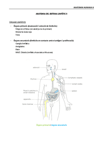 anatomia-humana-II-sistema-linfatico-II.pdf