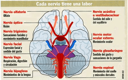 funciones-nervios.jpg