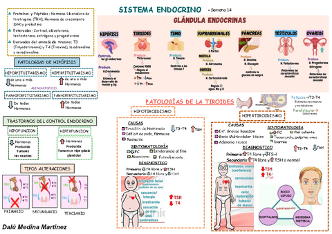 RESUMEN-DE-SISTEMA-ENDOCRINO.pdf