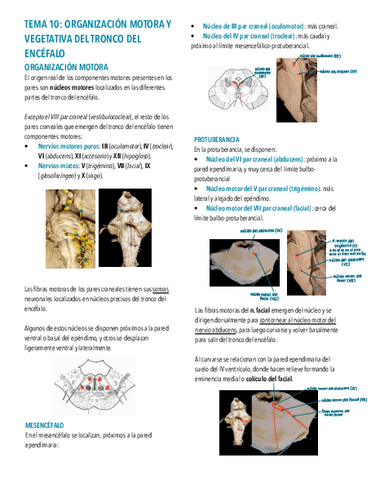 Tema-10.-Organizacion-motora-y-vegetativa-del-tronco-del-encefalo.pdf