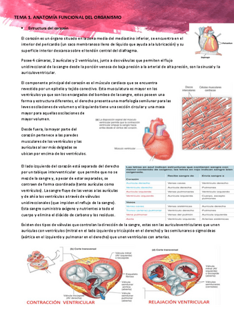 TEMA-1-Anatomia-funcional-del-corazon.pdf