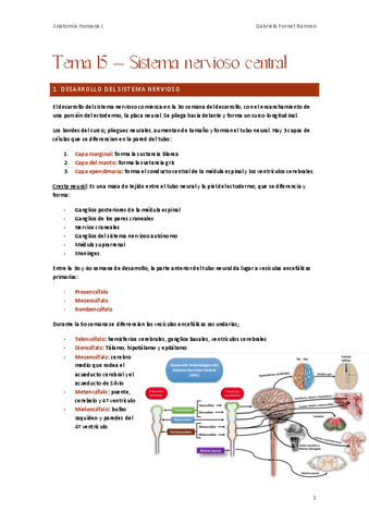 Tema-15-Sistema-nervioso-central.pdf