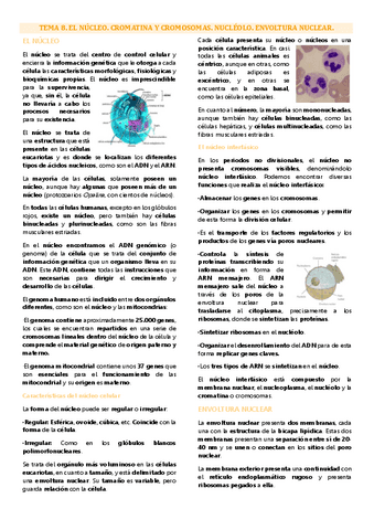 Tema 8 biología celular, el núcleo.pdf