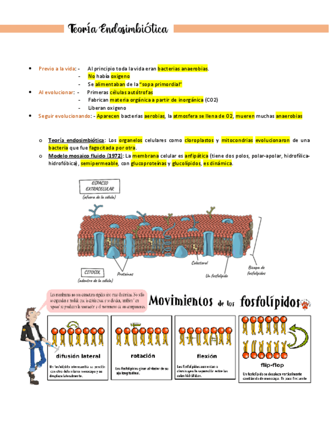 Miniatura del documento Transporte-a-traves-de-membrana.pdf