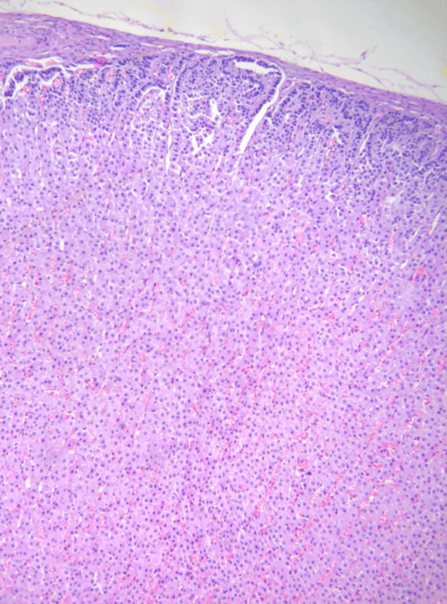 Miniatura del documento APGdisciclias.pdf