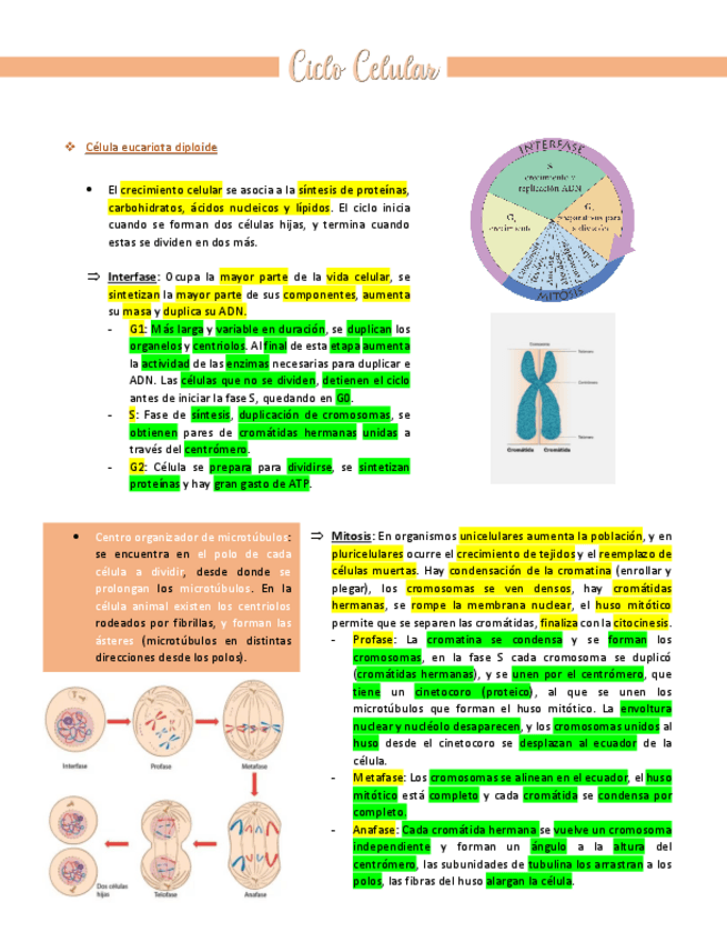 Miniatura del documento Mitosis-y-Meiosis.pdf
