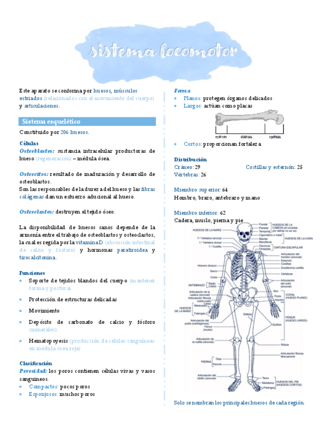 Miniatura del documento SISTEMA-LOCOMOTOR.pdf