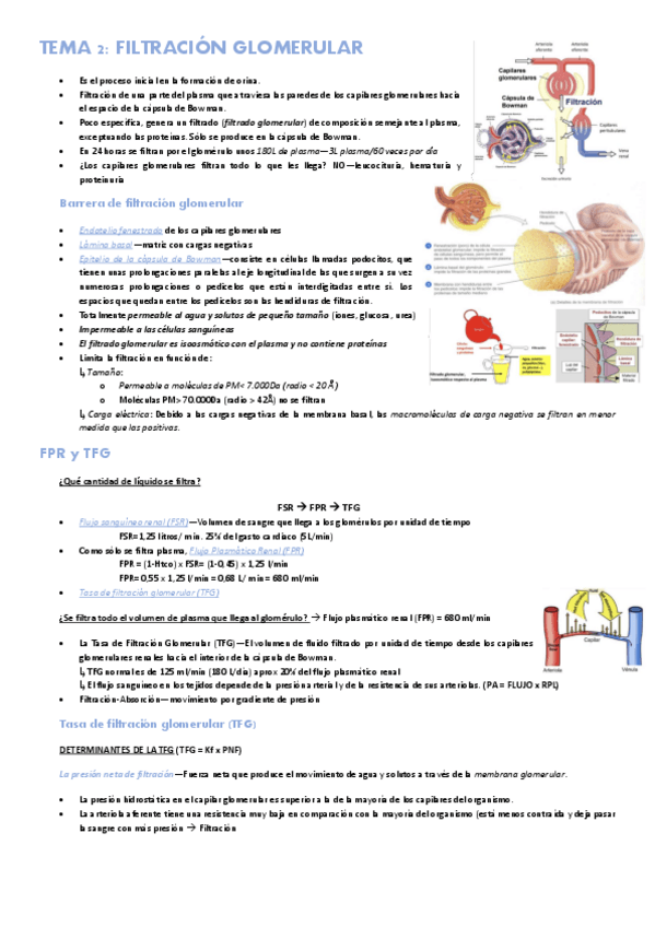 Miniatura del documento Tema-2-sistema-renal-Filtracion-glomerular.pdf