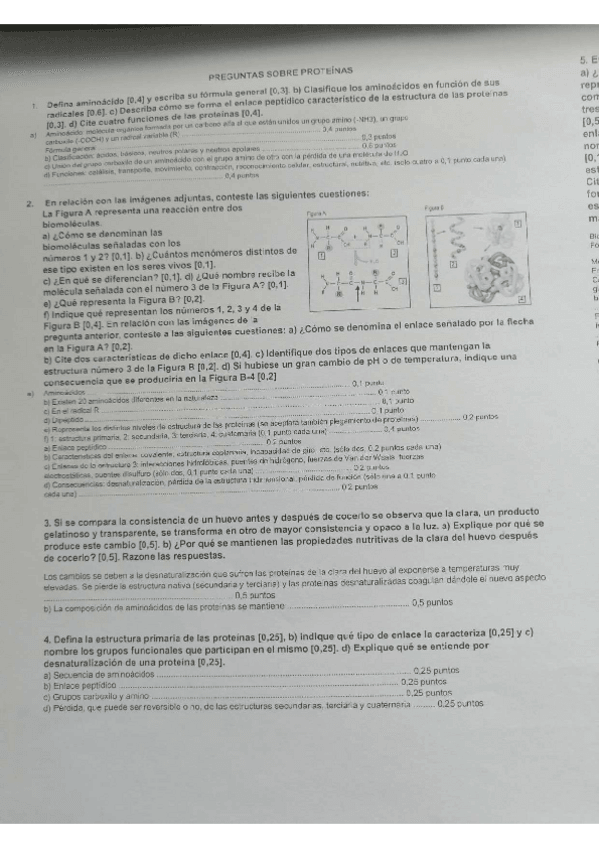 Miniatura del documento Preguntas-de-proteinas-resueltas.pdf