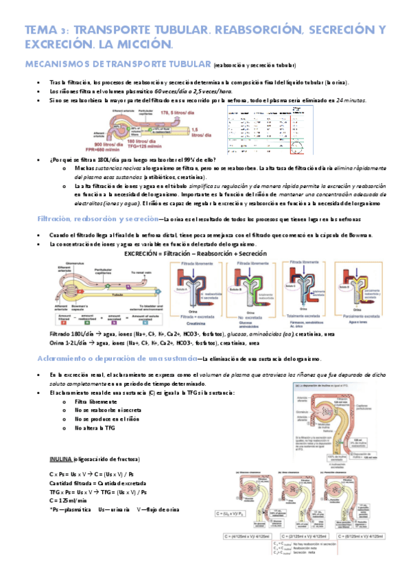 Miniatura del documento Tema-3-sistema-renal-Transporte-tubular.pdf
