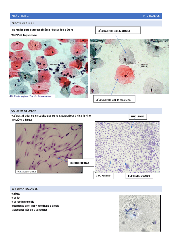 Miniatura del documento practica1.pdf