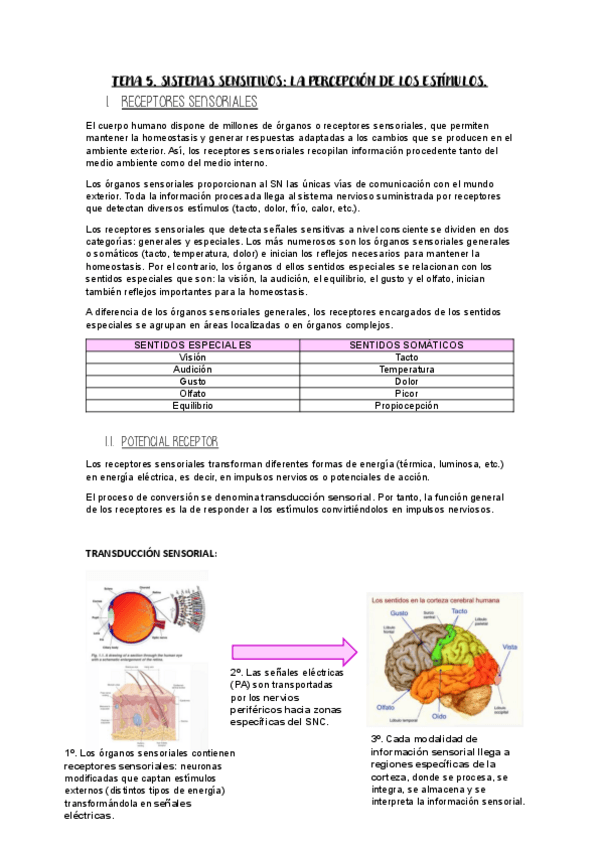Miniatura del documento Tema-5.-Psicofisiologia.pdf