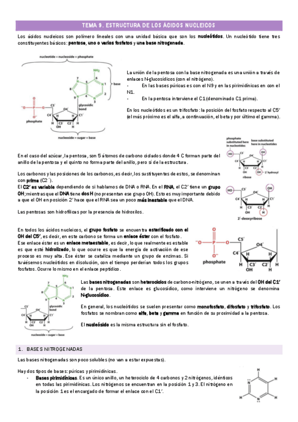Miniatura del documento TEMA-9.-Estructura-de-los-acidos-nucleicos.pdf