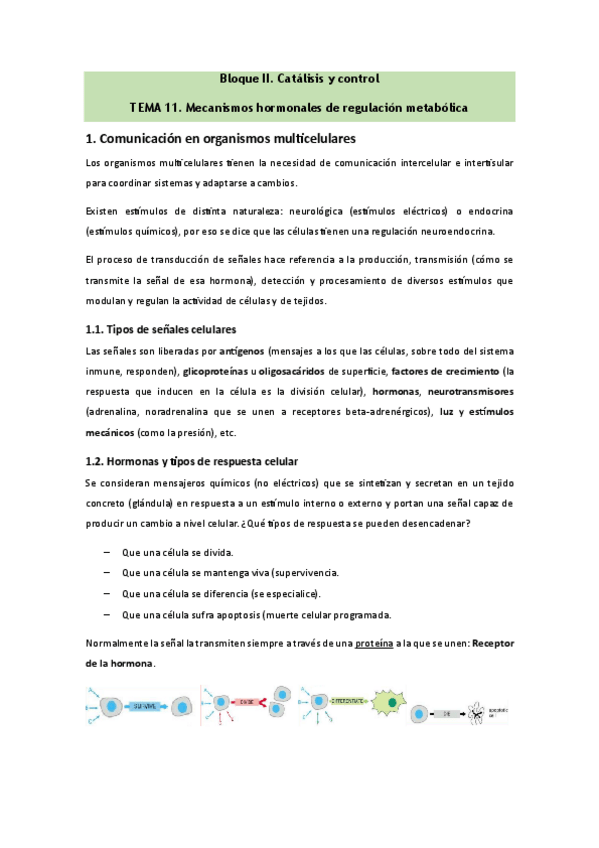 Miniatura del documento Bioquimica-Tema-11.pdf