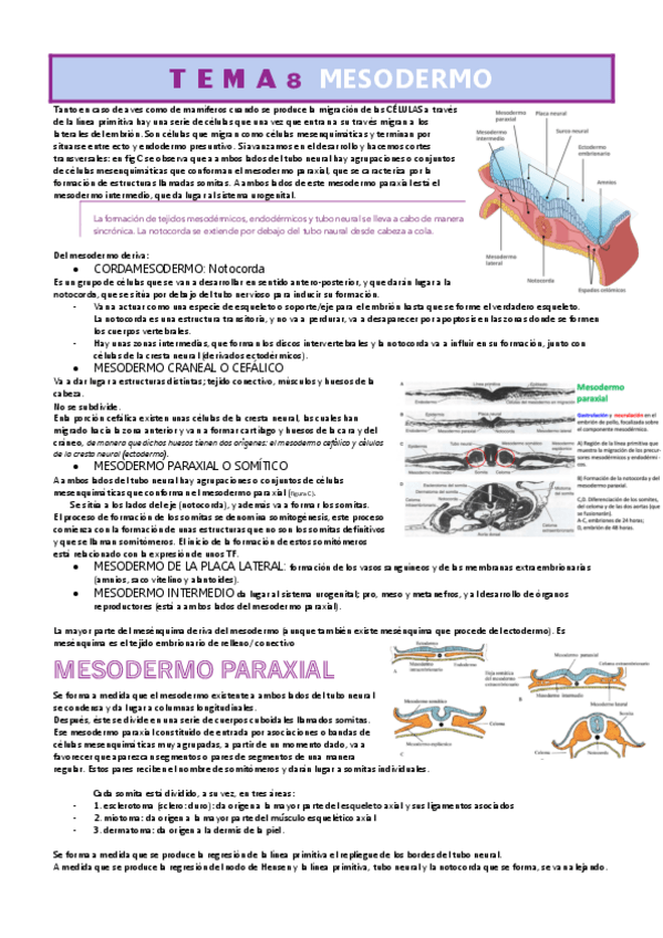 Miniatura del documento TEMA-8-DERIVADOS-MESODERMICOS-BIOLOGIA-DEL-DESARROLLO.pdf