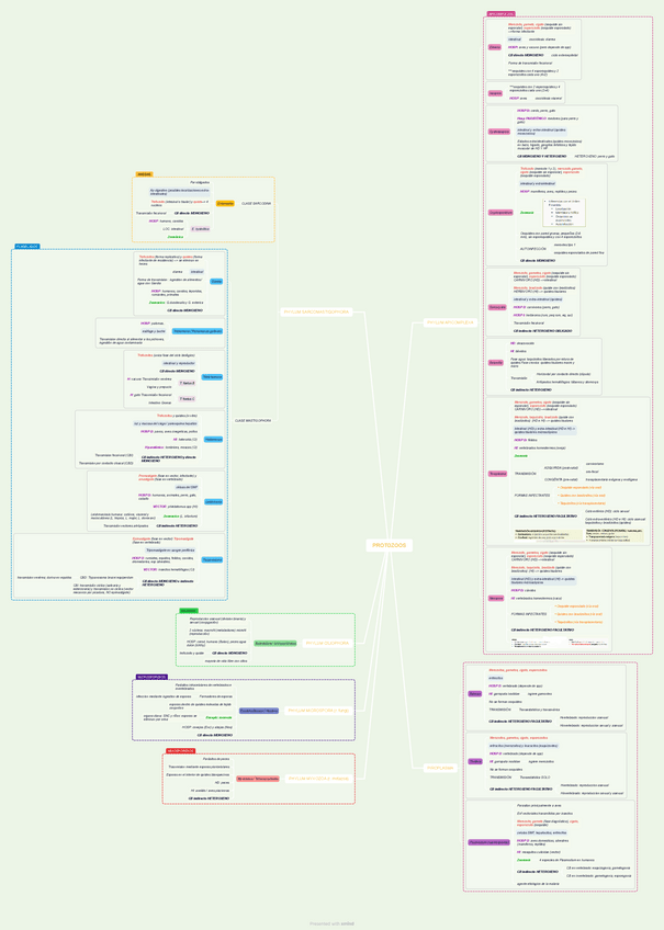 Miniatura del documento PROTOZOOS-esquema-resumen (todo+ separado).pdf