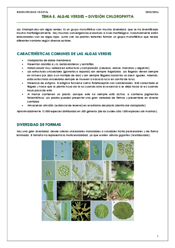 Miniatura del documento Tema-5-Algas-verdes.pdf