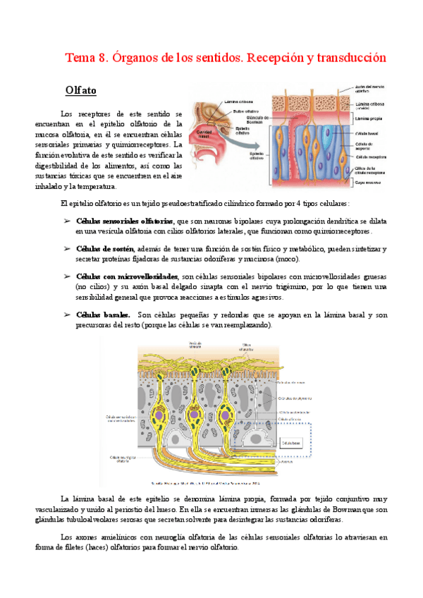 Miniatura del documento Tema-8.-Sentidos-especiales.pdf