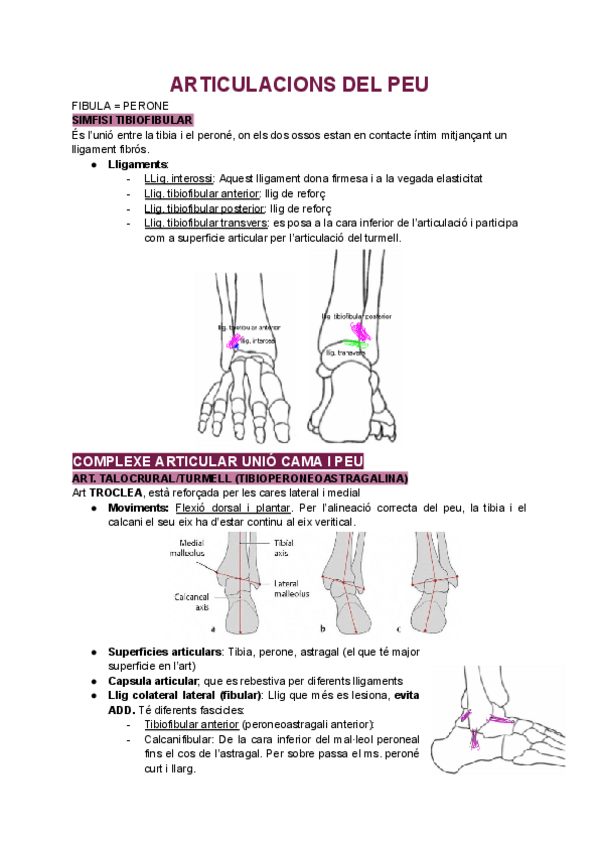 Miniatura del documento ARTICULACIONS-DEL-PEU.pdf