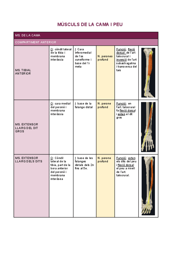 Miniatura del documento MUSCULS-DE-LA-CAMA-I-PEU.pdf