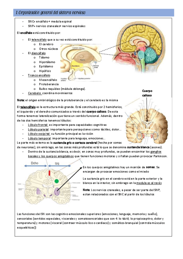 Miniatura del documento neuro.pdf