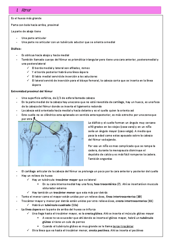 Miniatura del documento Miembro-inferior.pdf