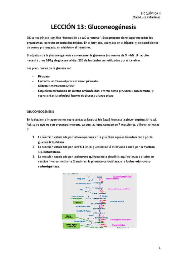 Miniatura del documento LECCION-13.-Gluconeogenesis.pdf
